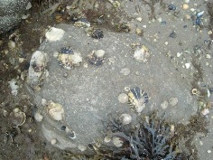 rocky shore